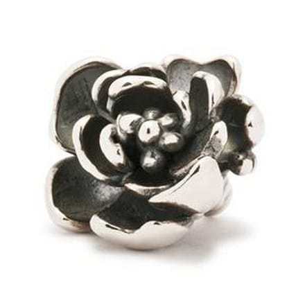 TAGPE-00003 ROSA ANGELICA