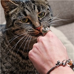 tagri-00542 Cat in Love Ring Size 5